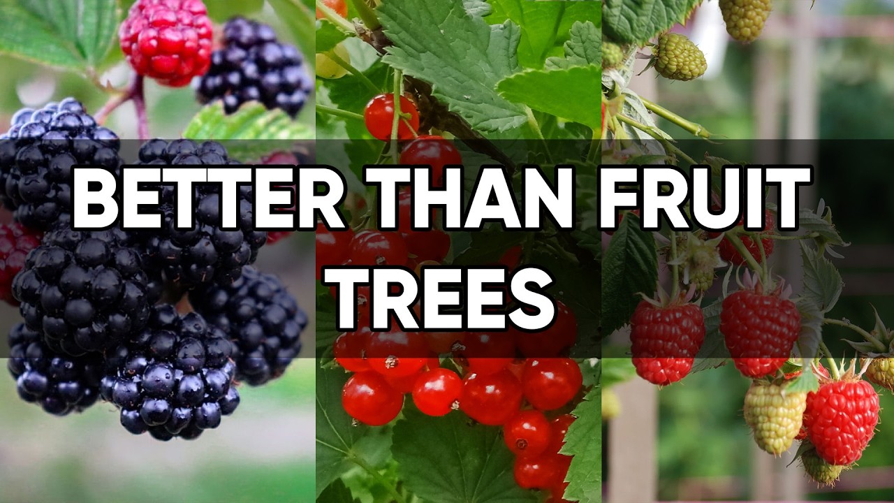 Ditch Fruit Trees! 8 Compact Bushes That Produce Insane Harvests