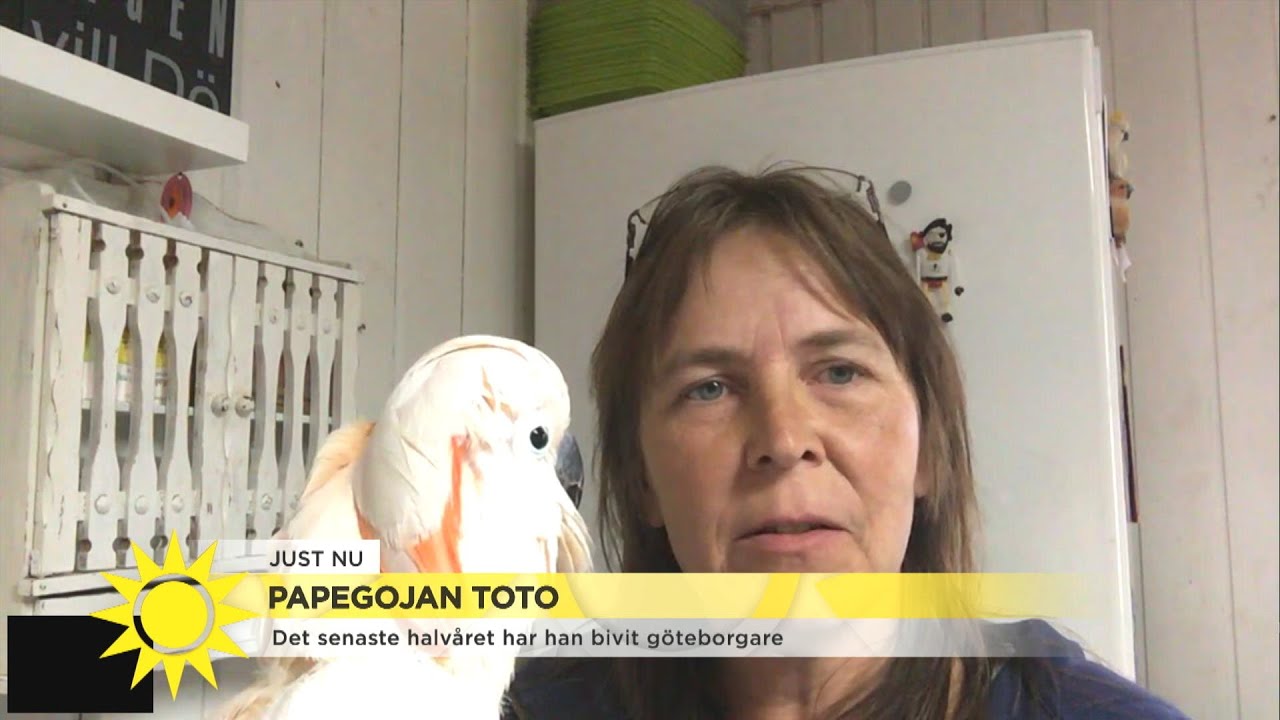 Papegojan Toto pratar g&ouml;teborgska  - Nyhetsmorgon (TV4)