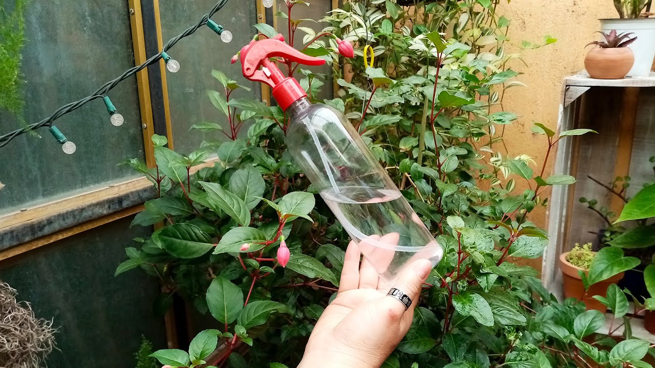 Alcohol para Plantas INCREÍBLE 😮🌿🌷🌼