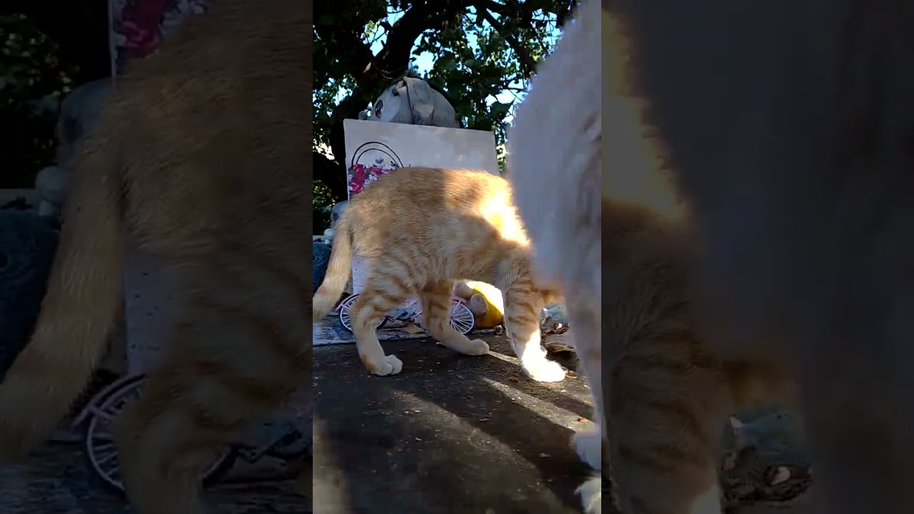 У кота нет талии