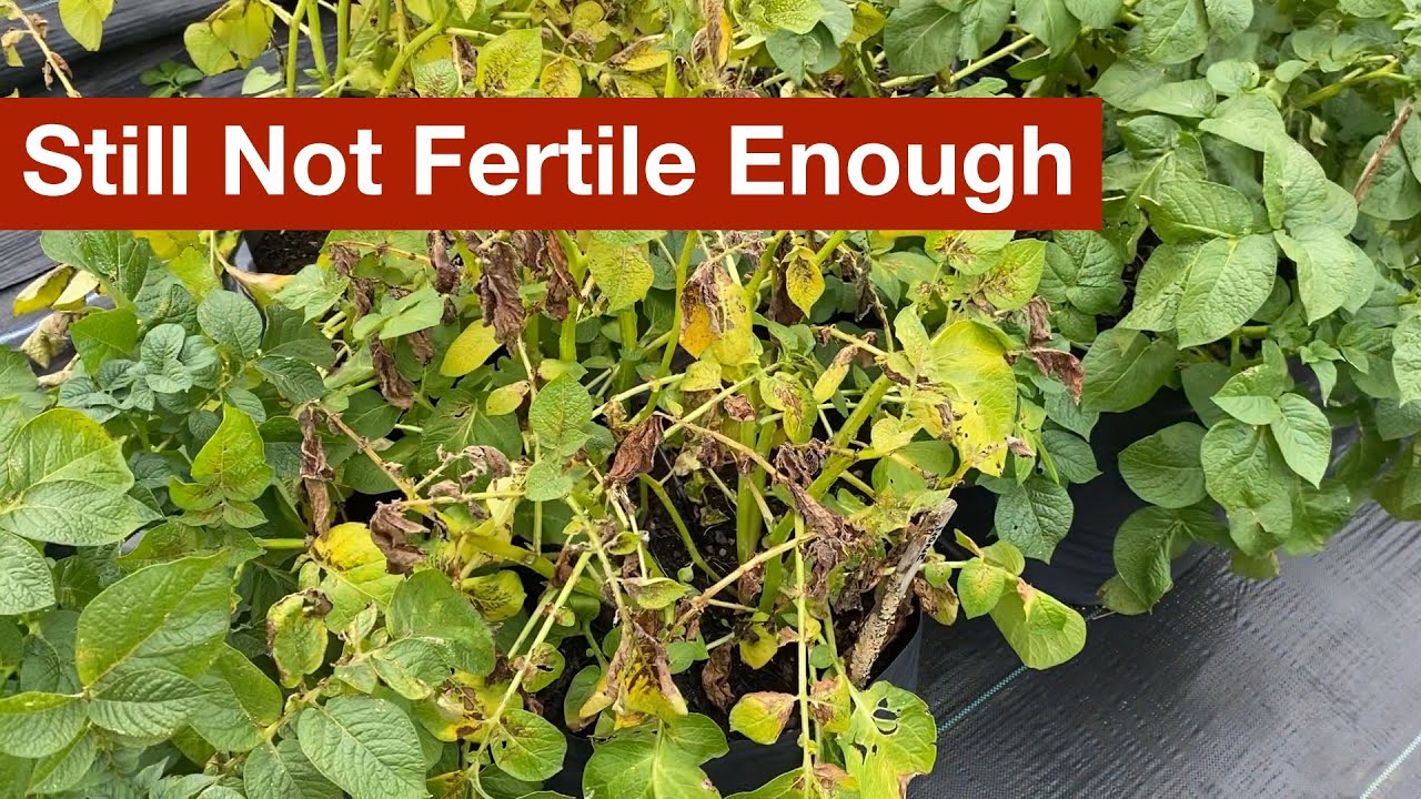 Compost Still Not Fertile Enough