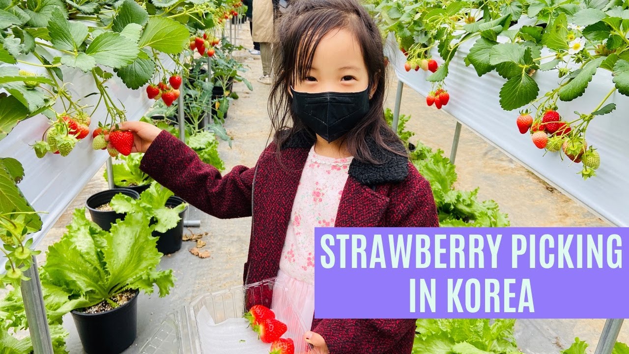 STRAWBERRY PICKING IN KOREA | Tell a Friend