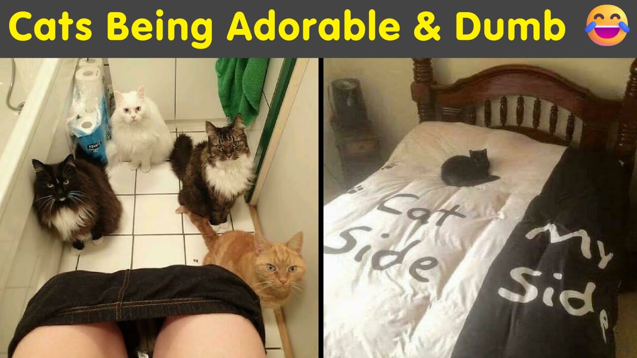 Cats Doing What Cats Do Best — Being Cute & Causing Chaos 😹
