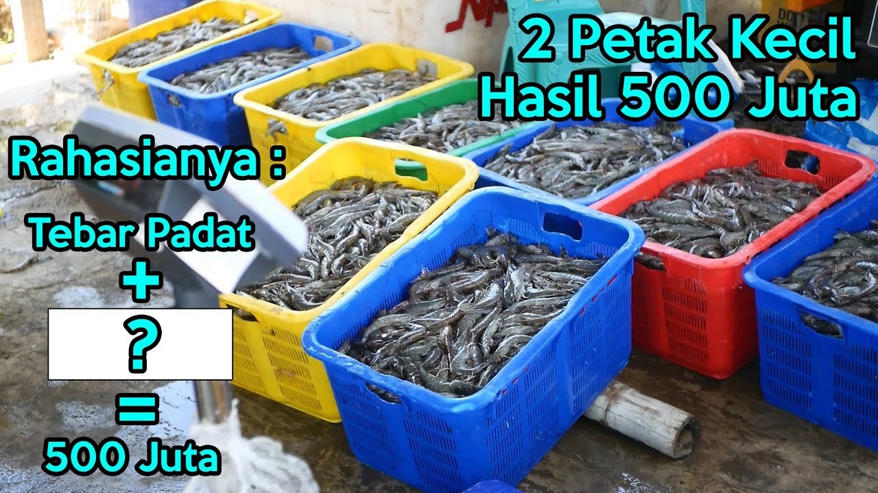 Panen Udang Meningkat Hampir 30 % Dengan Suplemen Probiotik GDM | Simak Testimoni nyata