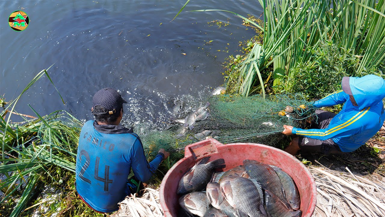 Tilapias Pesca en R&iacute;o