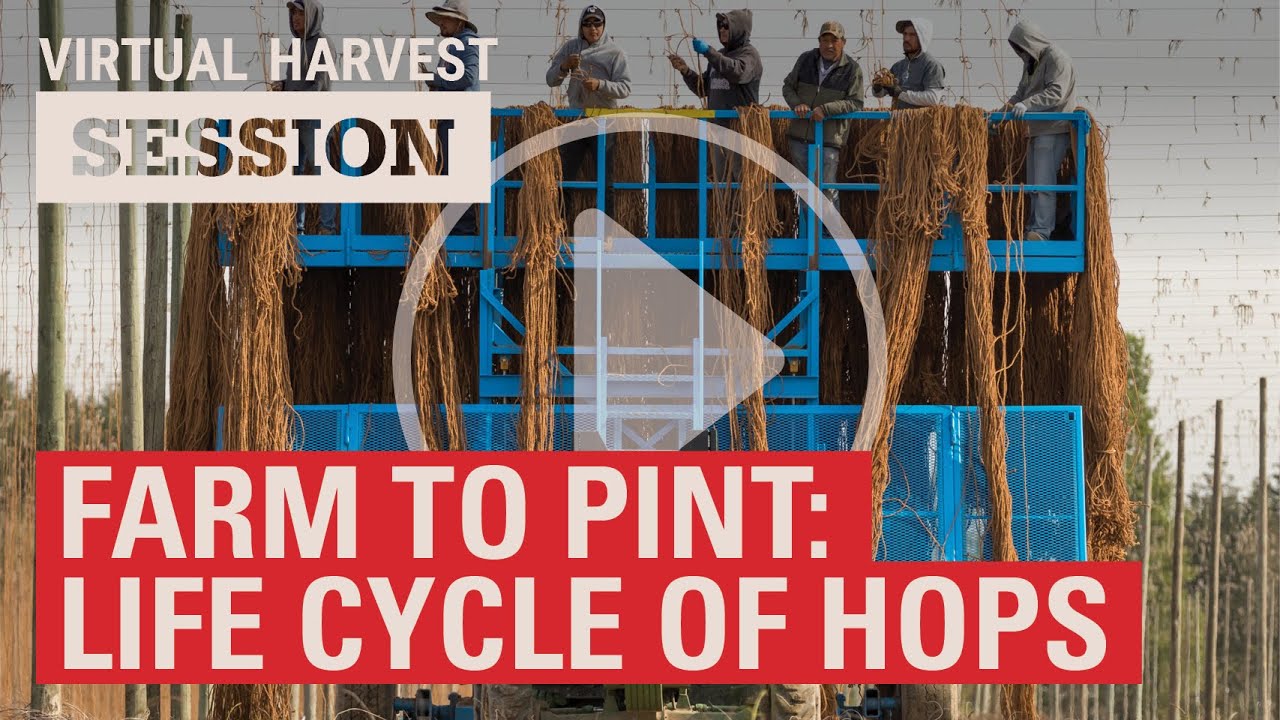 Farm to Pint: Exploring the Life Cycle of Hops (2020 Virtual Harvest)