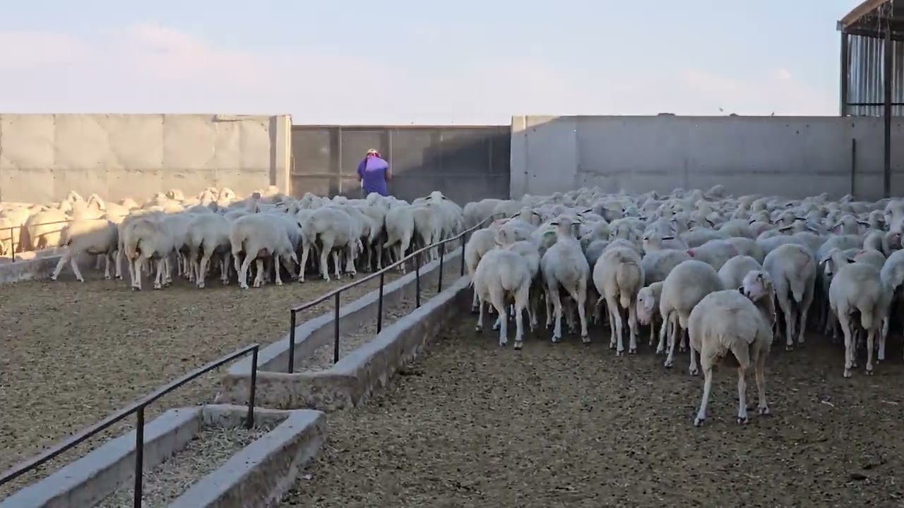 We fed the sheep,daily farm life 6