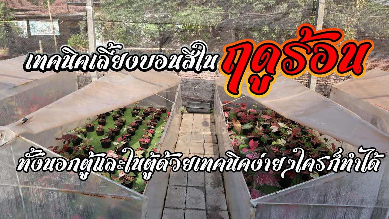 เทคนิคเลี้ยงบอนสีในฤดูร้อน