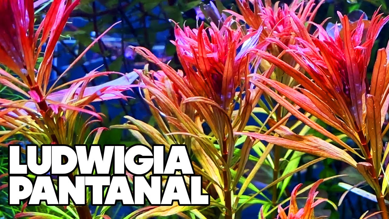 Ludwigia Pantanal - Planted Tank