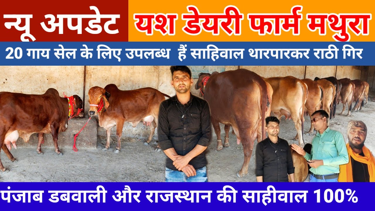 Yash dairy farm mathura | साहिवाल राठी थारपारकर गाय बिक्री के लिए 20 गाय का नया लाट उपलब्ध#cowvideos