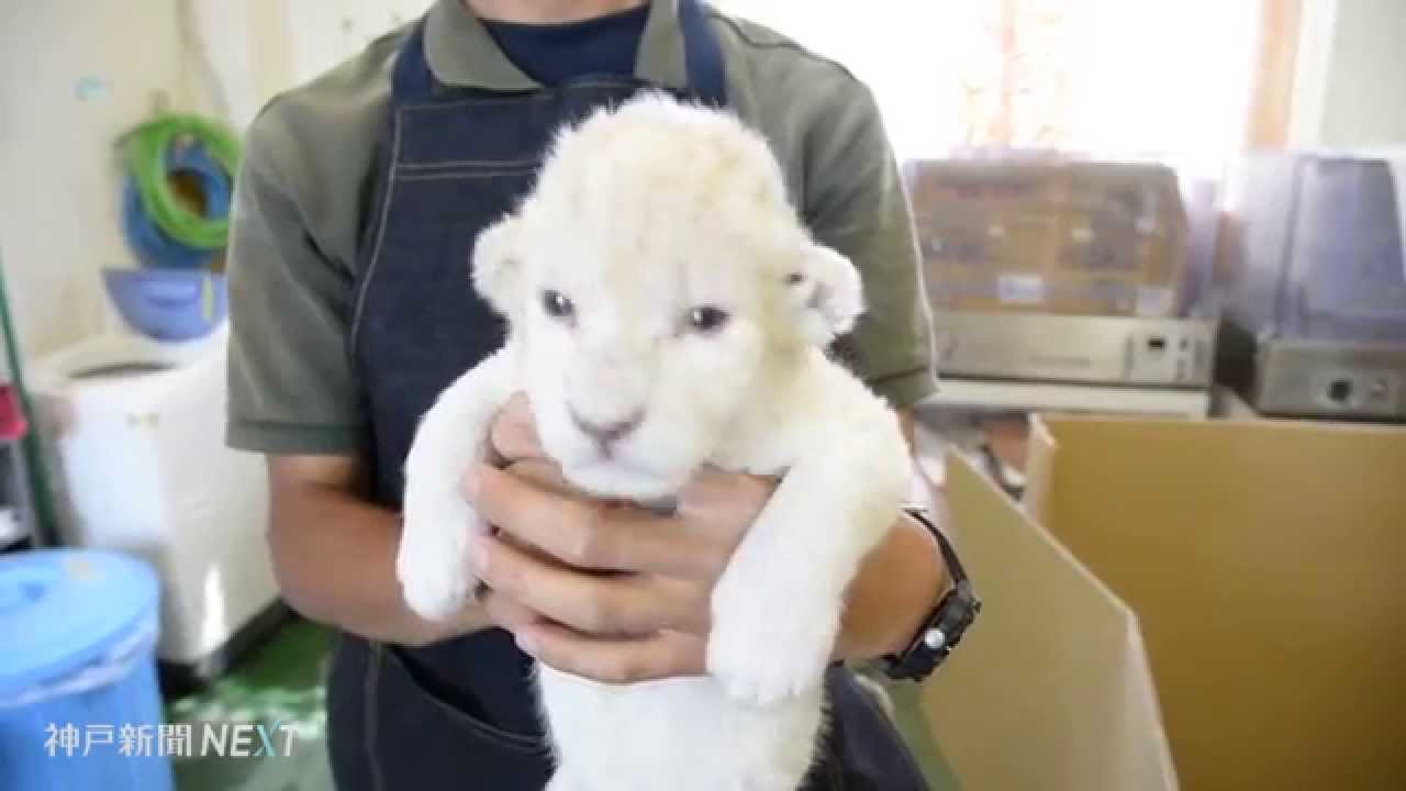 ホワイトライオンの双子赤ちゃん
