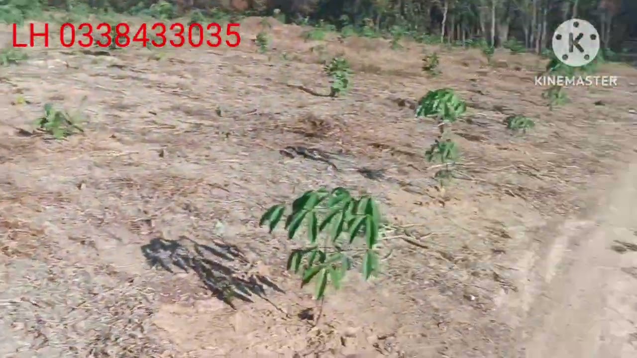 Cần bán 1h05 đất vườn cao su mới trồng.xa phú Trung tinh bình phước 