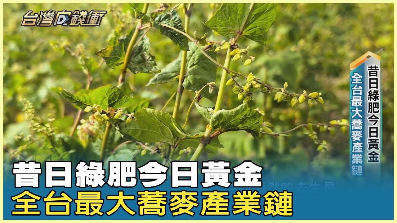 昔日綠肥今日黃金 全台最大蕎麥產業鏈 20250419【台灣向錢衝】PART3