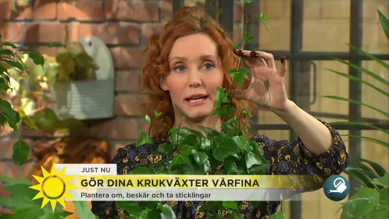 Därför ska du plantera om krukväxterna NU - Nyhetsmorgon (TV4)