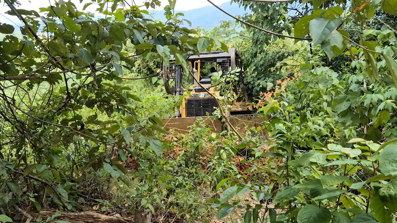 Great bulldozer Expanding Plantation road easily using mighty CAT D6R XL Dozer