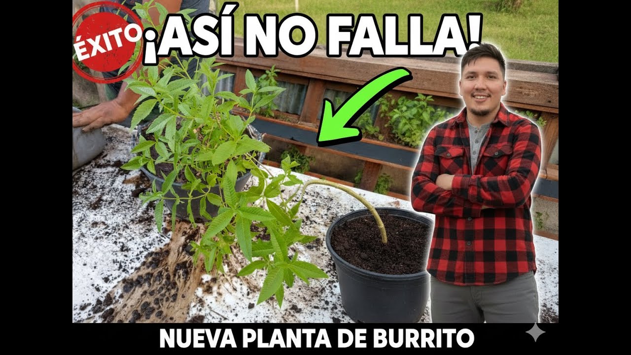 El Truco FÁCIL para Multiplicar tu Planta de BURRITO ¡Éxito 100% Asegurado!
