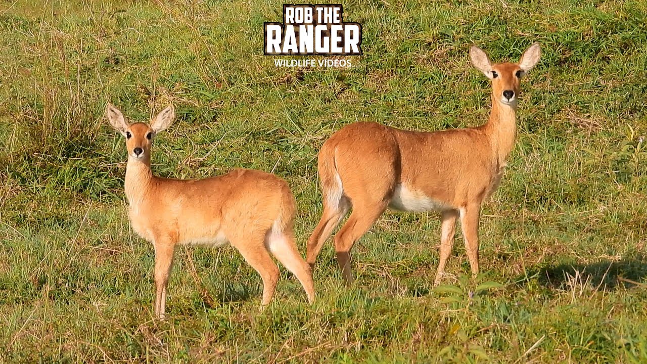 RARE Sighting of Bohor Reedbuck And Calf!! | Maasai Mara Safari | Zebra Plains