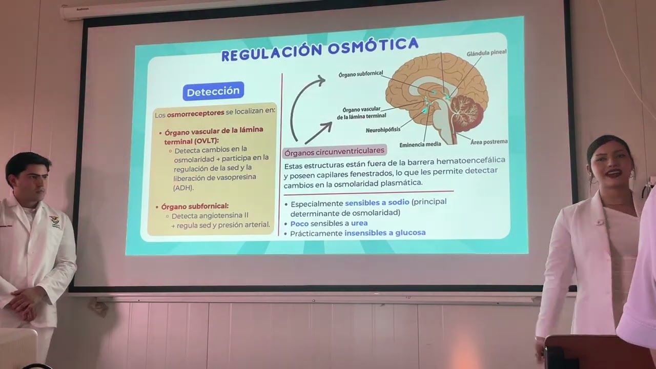Endocrinología. Clase 8 (Fisiología de la ADH pt2) 
