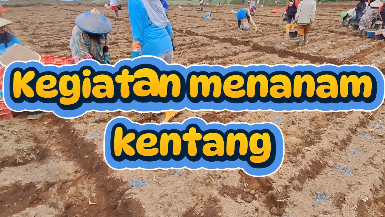 KEGIATAN MENANAM KENTANG VARIETAS NADIA G2