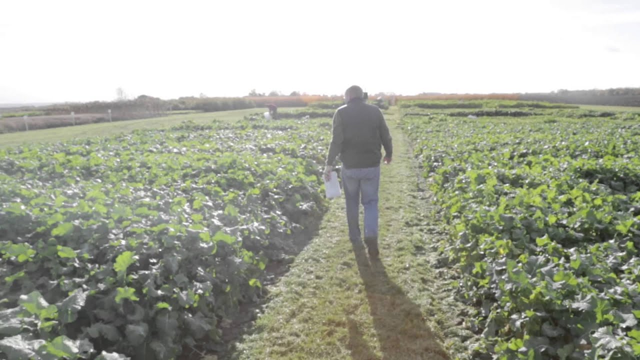 LGSeeds UK: Catch Crop Options