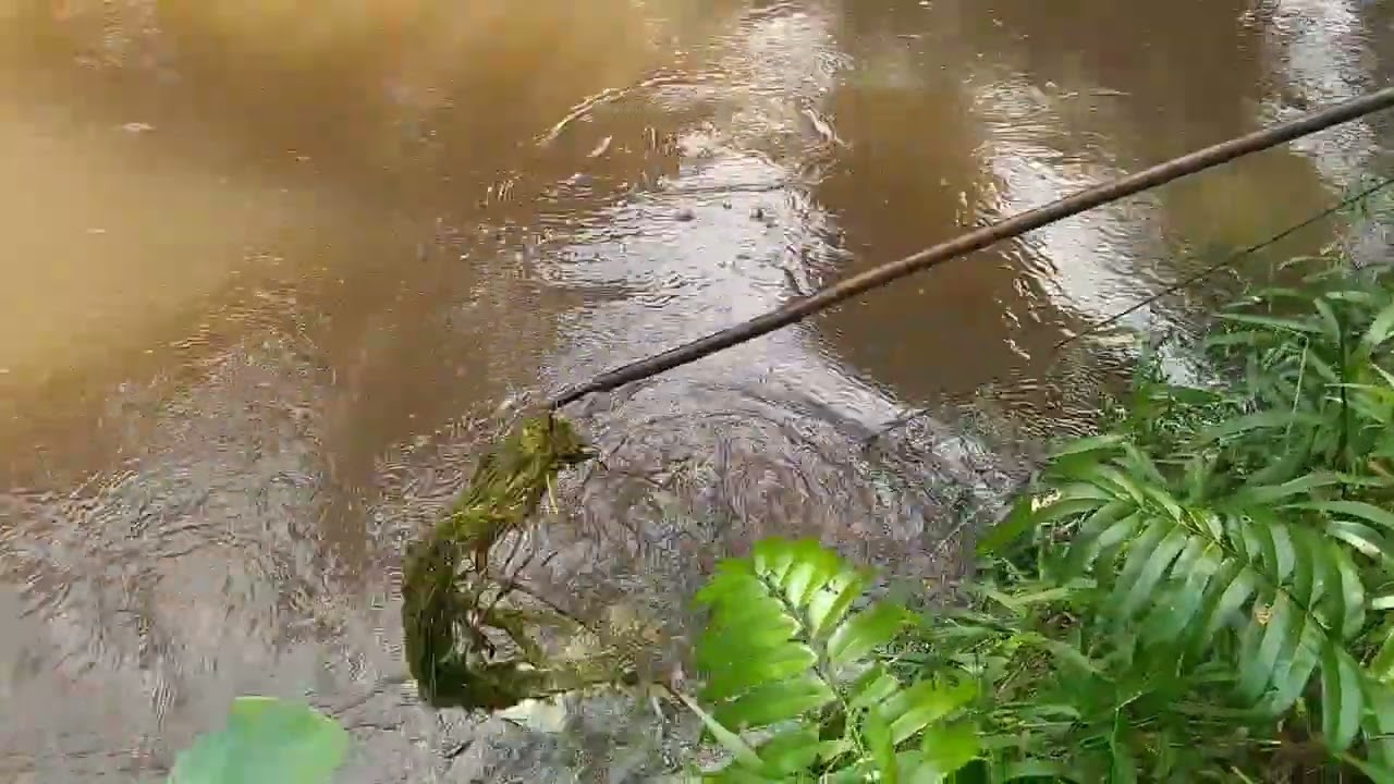 seru ! keluarga besar mancing labi-labi / bulus dapat 2 poin