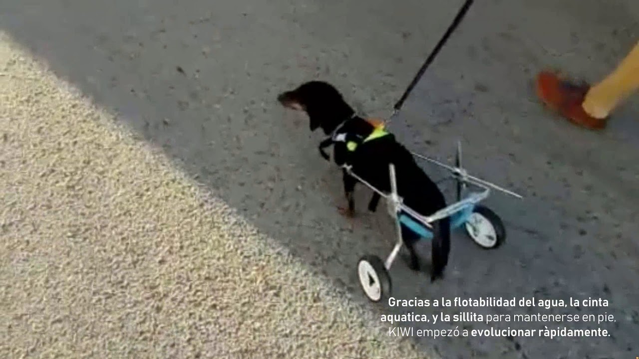 Recuperación de sensibilidad en perro pléjico | Hospital Veterinari del Mar