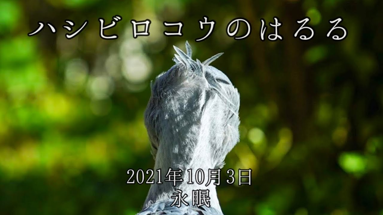 【追悼】高知県立のいち動物公園の人気者ハシビロコウのはるる永眠