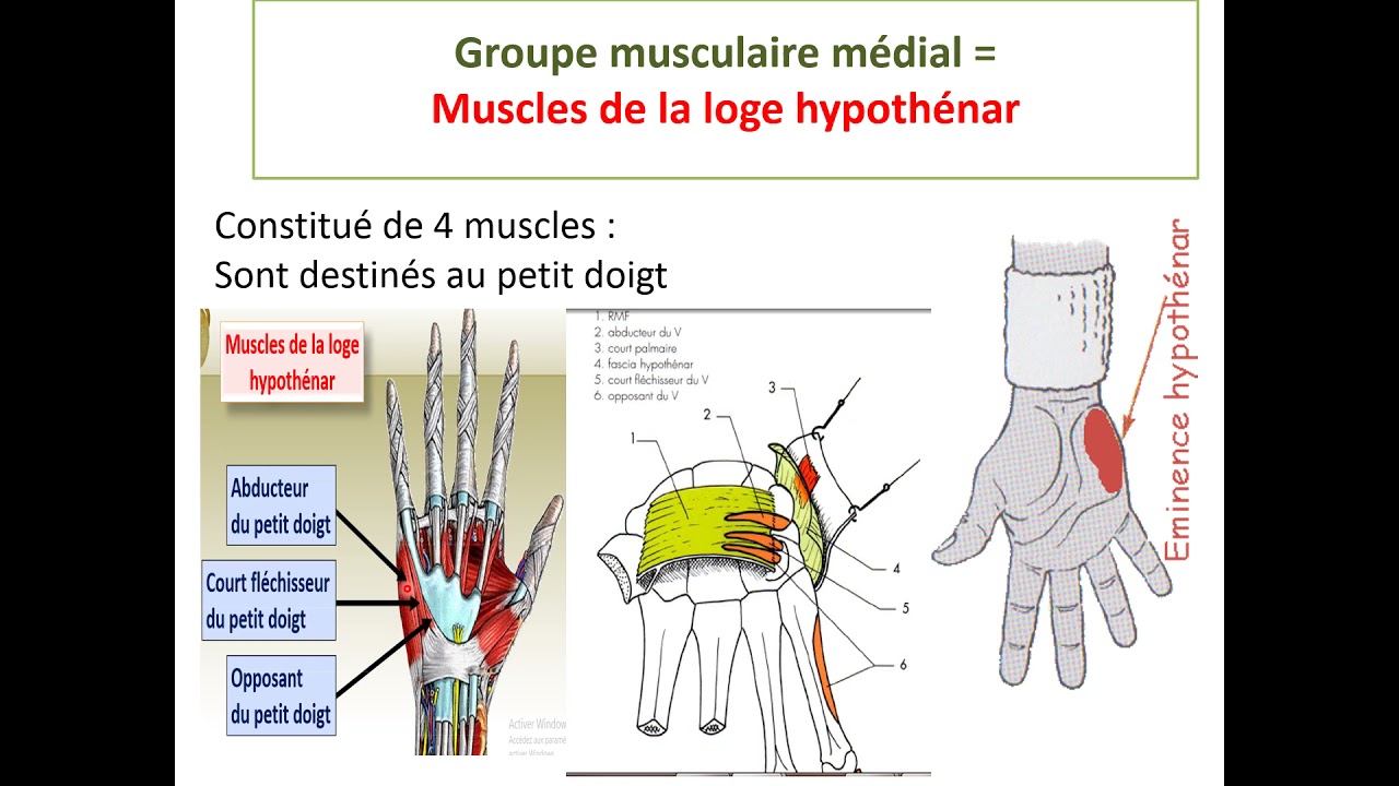 Muscles de la main