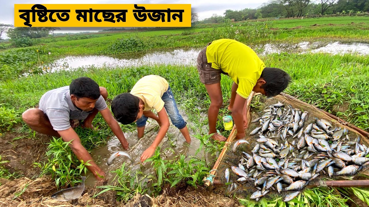 বৃষ্টির পানিতে মাছের উজান | Rainy Day Village Fishing Video 