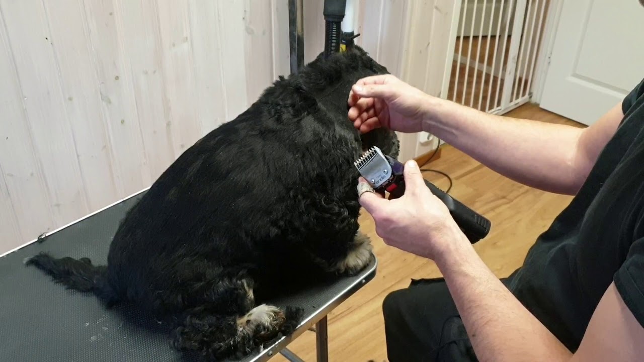 Vardagsklippning (sportklippt) Amerikansk Cockerspaniel.