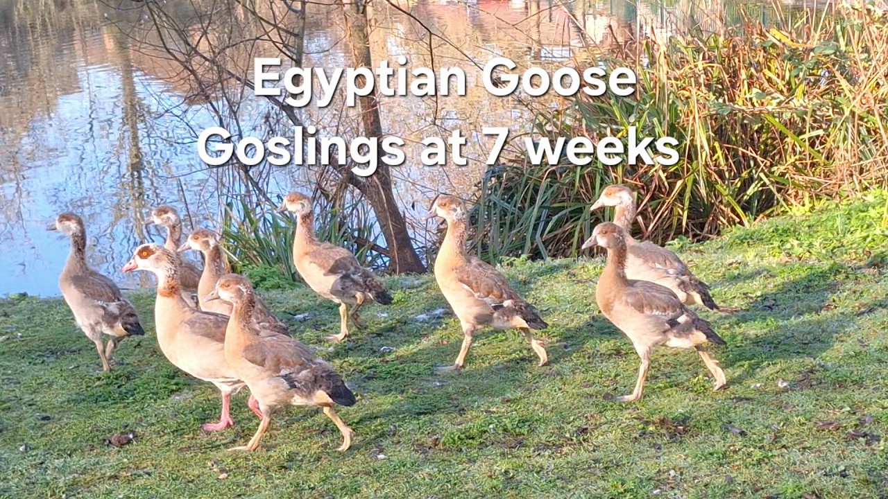 Egyptian Goose Goslings at 7 Weeks | Close-Up Moments by the Pond