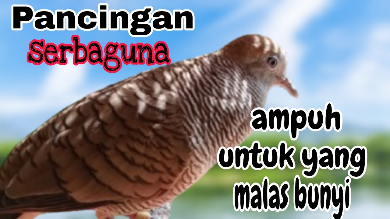 Perkutut lokal gacor pancingan serbaguna ampuh untuk yang malas bunyi