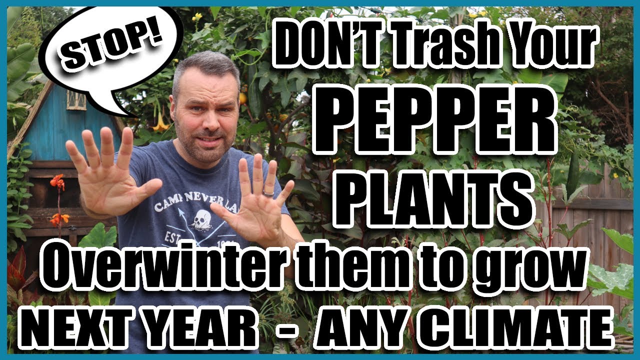 Overwintering Peppers - Grow This Year's Peppers again NEXT YEAR!