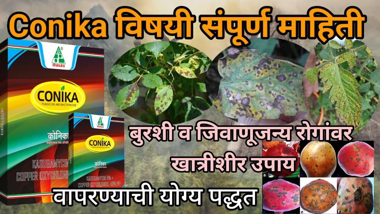Conika fungicide| conika dhanuka fungicide|conika बुरशीनाशक|तेलकट  @AapliShetiAaplshivarD