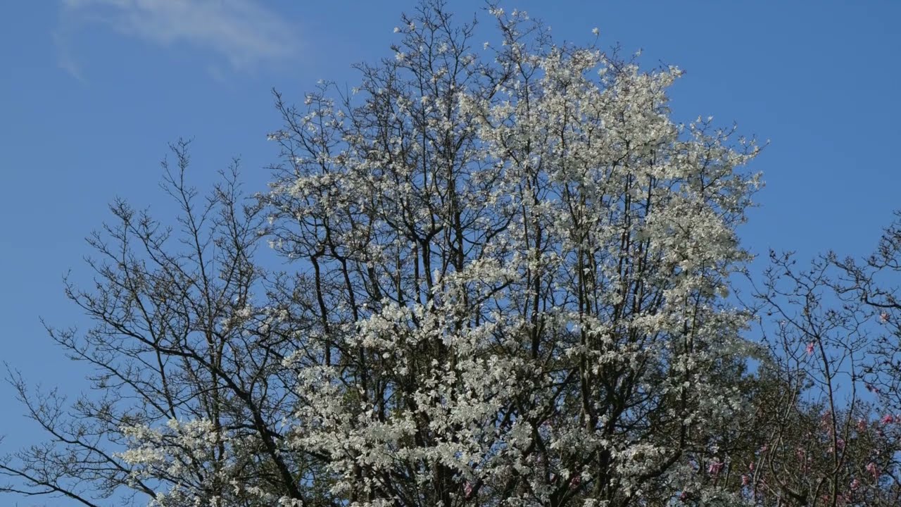 'Spring Cherry' by Margarita Ignatova