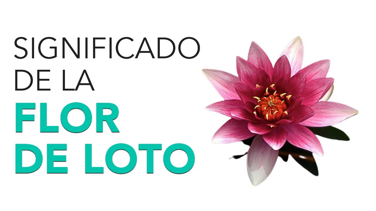 Significado de la FLOR DE LOTO 🤔✨ &iexcl;Su origen y c&oacute;mo utilizarla!