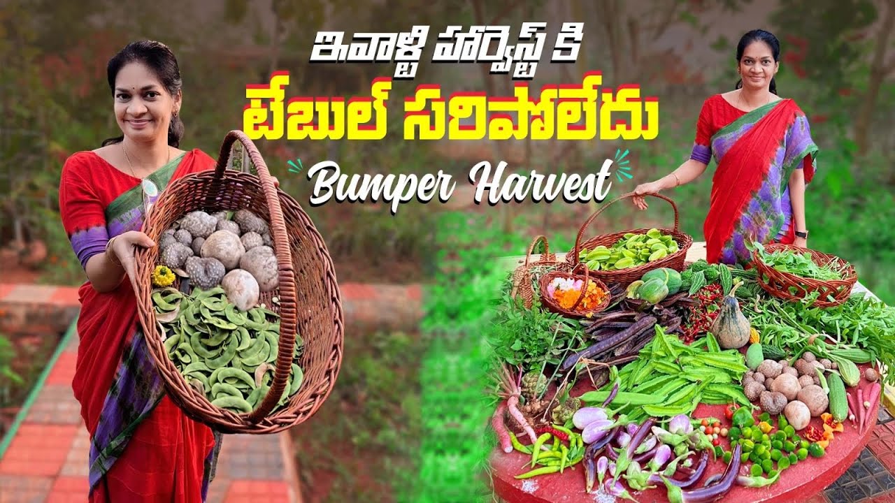 Bumper Harvest /ఇవాళ చాలా అరుదైన కూరగాయలు కోసాము @MADGARDENER