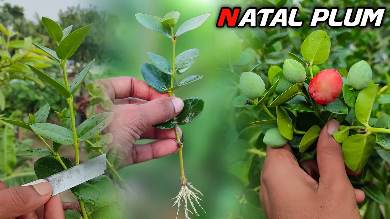 Natal Plum Plant From Cuttings | Grow Sweet Cherry From Cuttings Easily