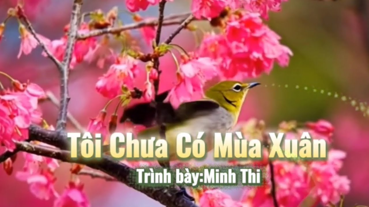 TÔI CHƯA CÓ MÙA XUÂN - Minh Thi Cover ♫ ST: Châu Kỳ