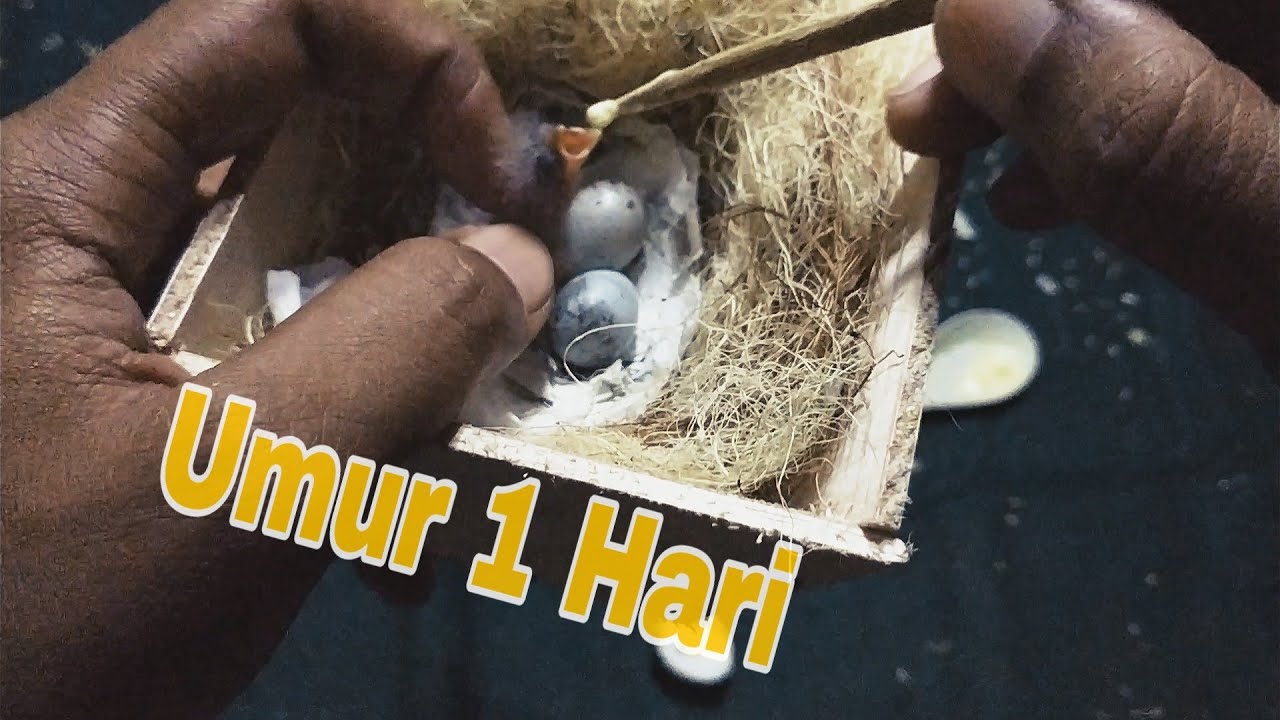 TIPS MELOLOH KENARI DARI UMUR 1HARI AGAR LOLOS KEMATIAN