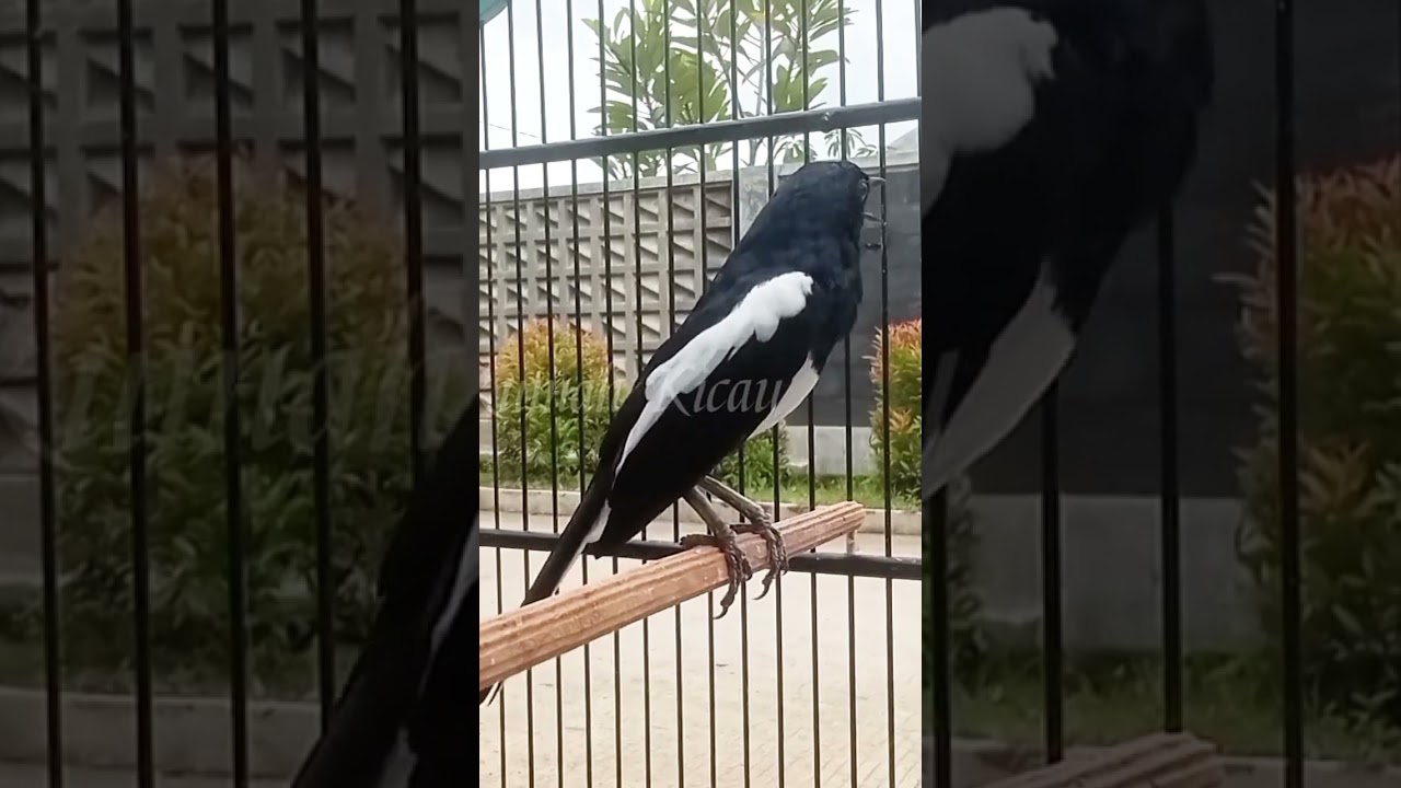 pancingan kacer #kacer #kacergacor #pancingankacer #kacermania #kicaumania #burung #birds #fyp