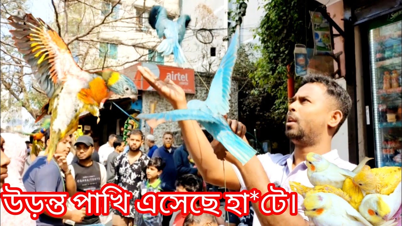 উড়ন্ত ব্লু-টিয়া এসেছে মিরপুর হা*টে। টিয়া সানকনুর লাভবার্ড কোকাটেল ফিঞ্চ পাখি এসেছে হা-টে।
