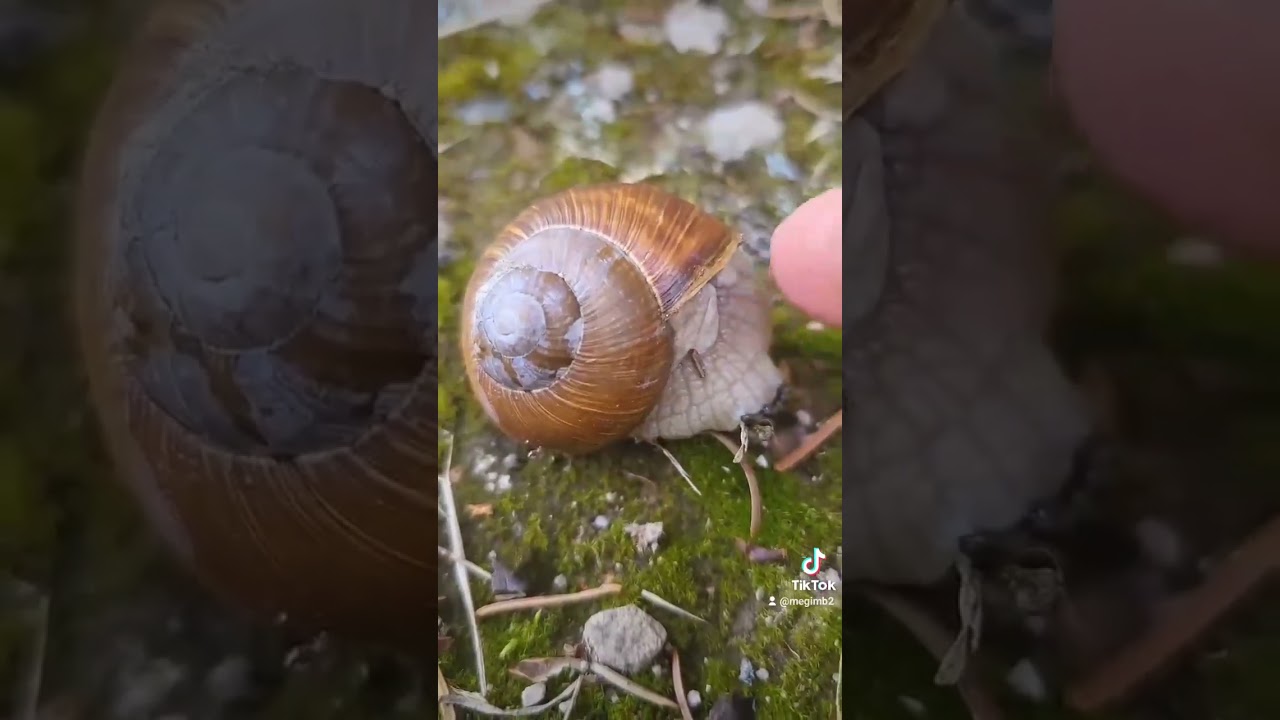 Sudety i ich skarby. Pag&oacute;rek monarch&oacute;w, G&oacute;ry Kamienne