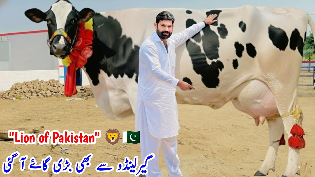 🦁 Lion of Pakistan | Khurram Dairy Farm | 50 Liter Milking Cow | Friesian Cross Cows for Sale 2025