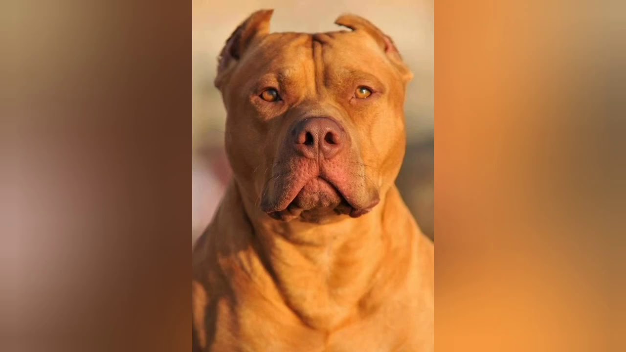 Os Pitbulls mais bonitos do mundo!🐶🐕
