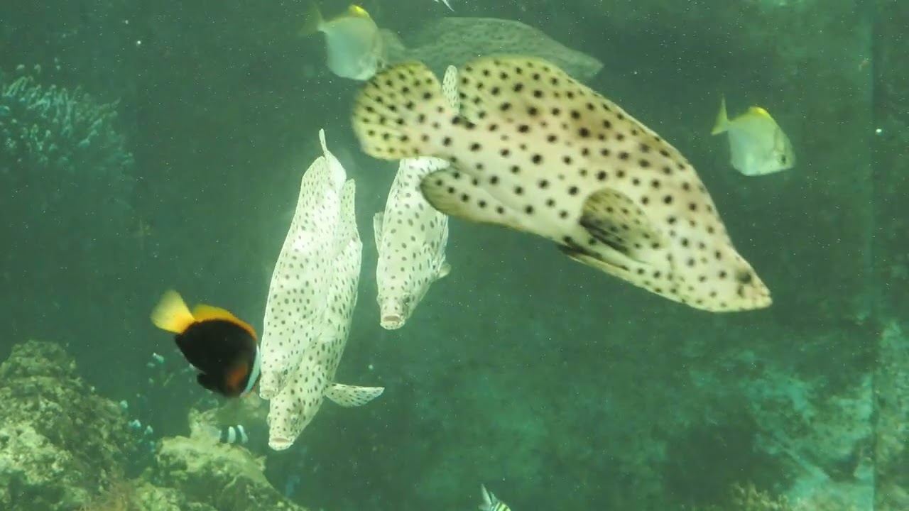 sea life
