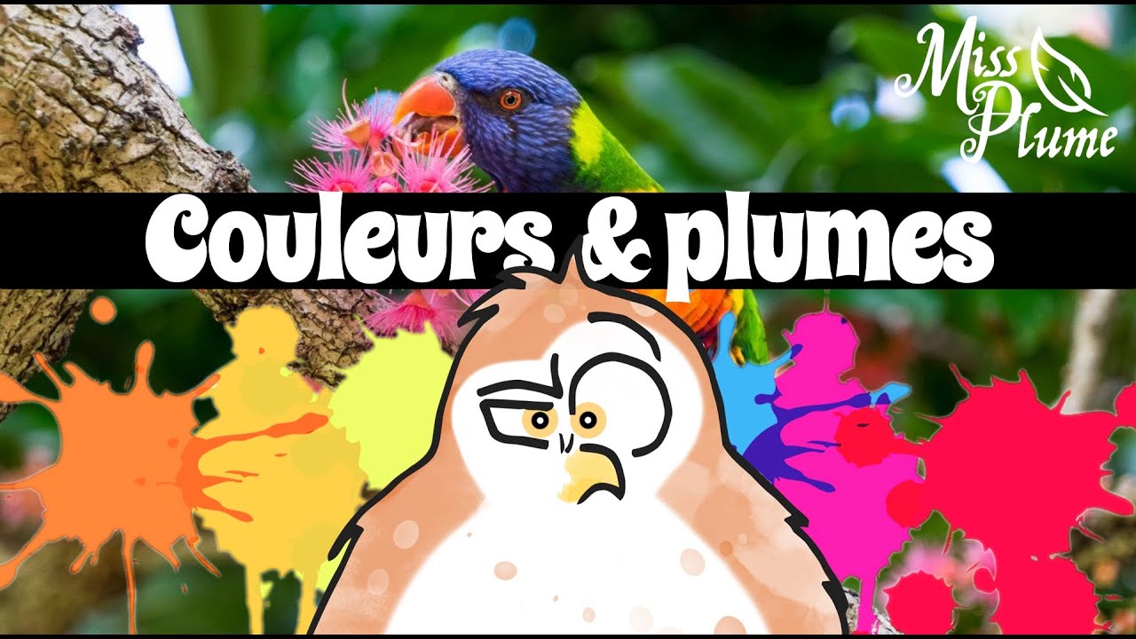 Des plumes et des couleurs - Miss Plume