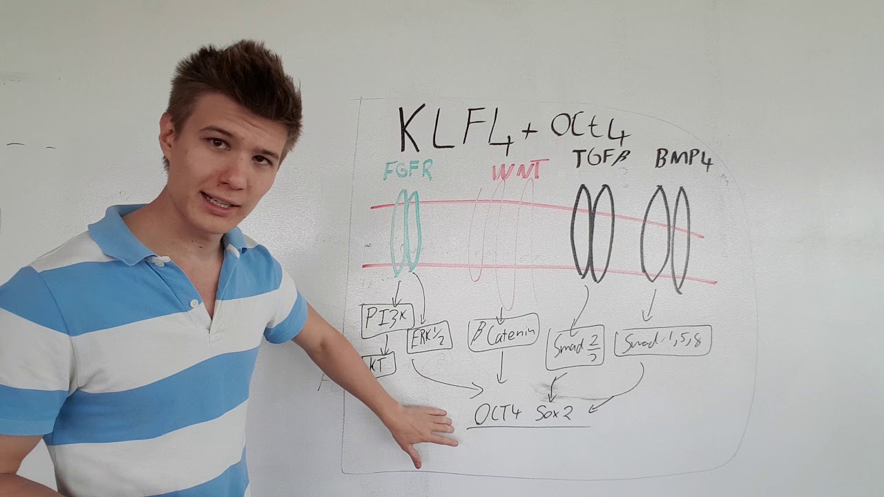 What are klf4 and oct4 genes?