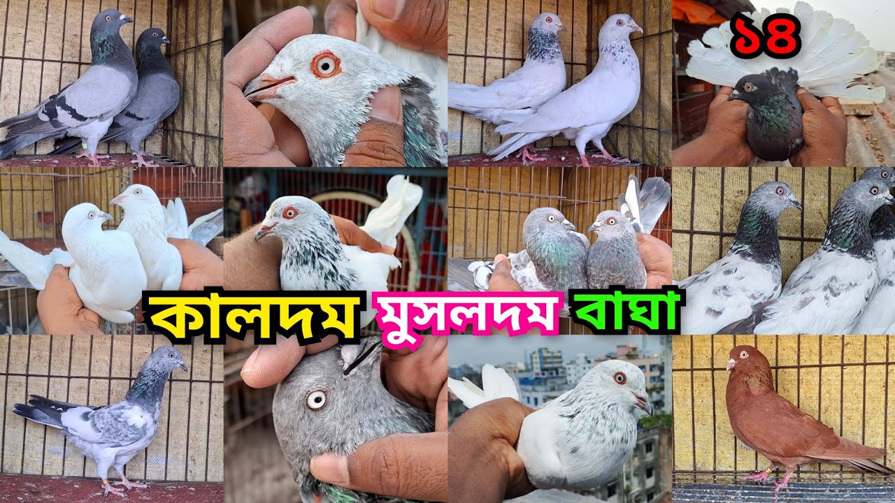 ১৪ দমের মুসলদম,পাকিস্তানি কালদম,চুইনা,সিলভার,রামপুরি,বাঘা,আর্মি,সুন্দরি ও হাই ফ্লাইয়ার কবুতর কিনুন।