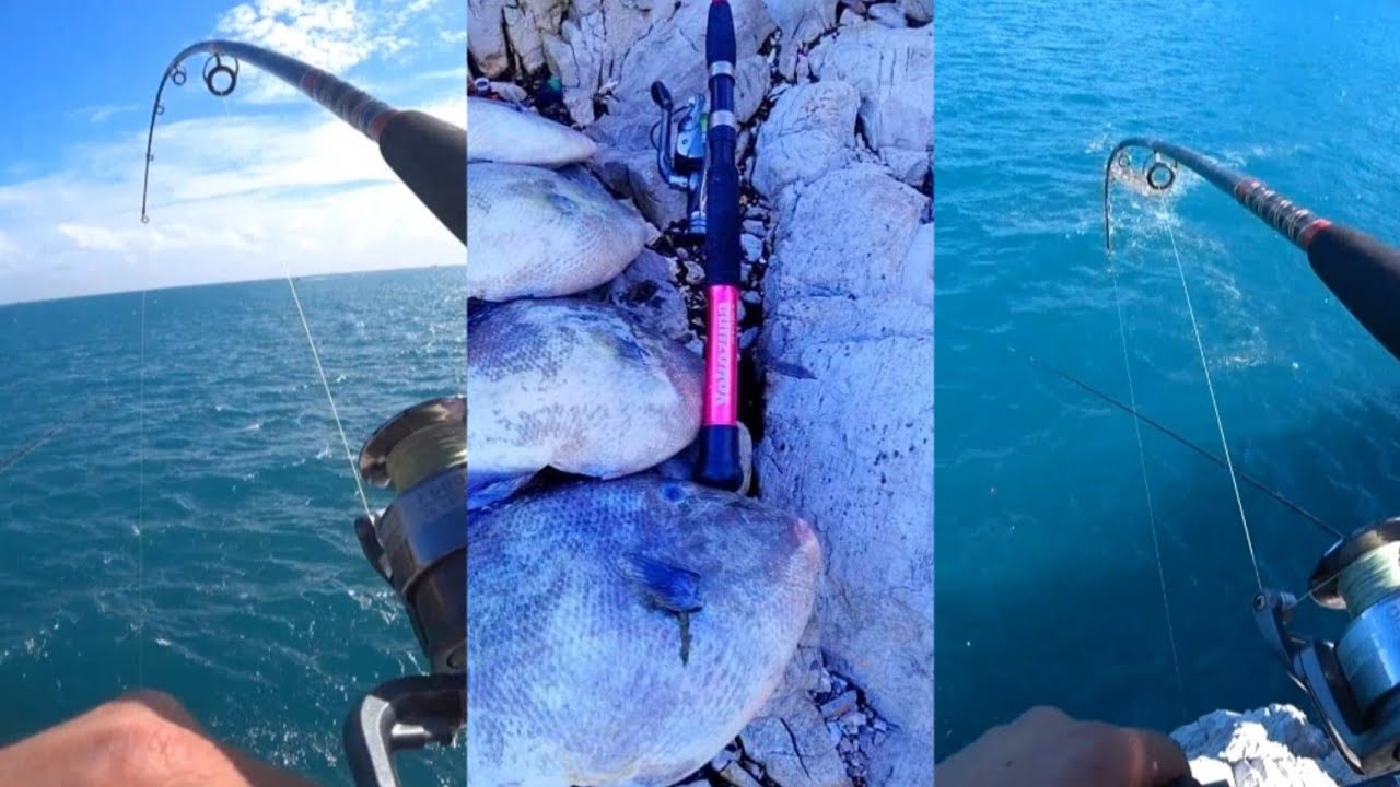 حصيلة رائعة من سمك الديب في قرية #بليونش بي طعم الحبار 💯💯🎣